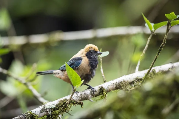 Прекрасний Чорний Жовтий Тропічний Птах Гілці Дерев Зеленому Ландшафті Тропічних — стокове фото