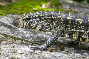Serrinha do Alambari Ekolojik Rezervindeki Teju kertenkelesi, Rio de Janeiro, Brezilya