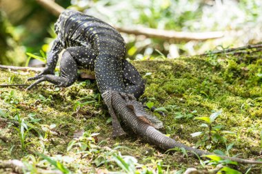 Teju lizard shedding skin on the rainforest ground in Serrinha do Alambari Ecological Reserve, Rio de Janeiro, Brazil clipart
