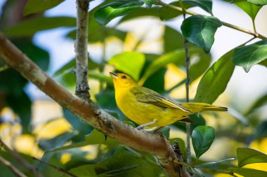 Yağmur ormanlarındaki yeşil ağaç dalındaki güzel sarı tropikal kuş, Serrinha do Alambari Ekolojik Rezervi, Rio de Janeiro, Brezilya