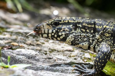 Serrinha do Alambari Ekolojik Rezervindeki Teju kertenkelesi, Rio de Janeiro, Brezilya