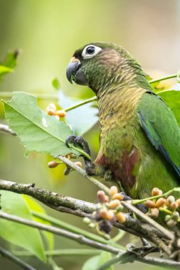 Yağmur ormanlarında yeşil ağaç yaprağı yiyen güzel yeşil papağan, Serrinha do Alambari Ekolojik Rezervi, Rio de Janeiro, Brezilya