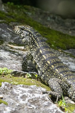 Teju lizard on the rainforest ground in Serrinha do Alambari Ecological Reserve, Rio de Janeiro, Brazil clipart