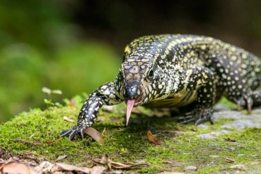 Teju lizard on the rainforest ground in Serrinha do Alambari Ecological Reserve, Rio de Janeiro, Brazil clipart