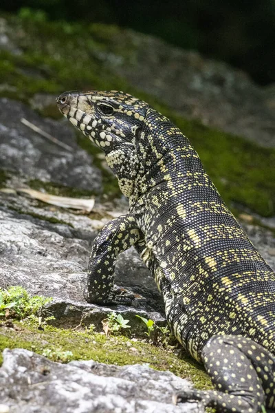 Lagarto Teju Terreno Selva Tropical Reserva Ecológica Serrinha Alambari Río — Foto de Stock