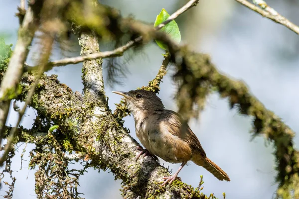 Прекрасний Бурий Тропічний Птах Зеленому Гілці Лісу Серрінья Аламбарі Екологічний — стокове фото