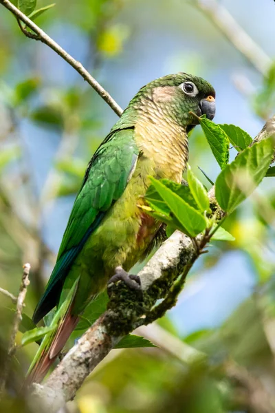 Belo Periquito Verde Comendo Folha Árvore Verde Floresta Tropical Reserva — Fotografia de Stock