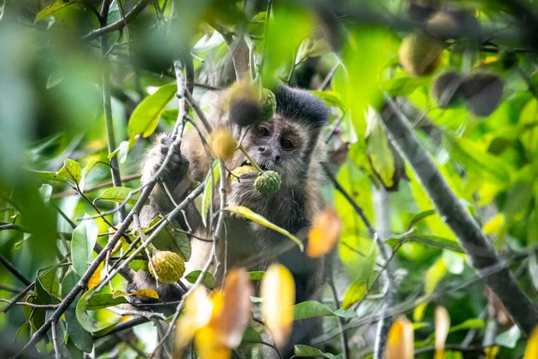 Kapuzineraffen Essen Baumfrüchte Regenwald Naturschutzgebiet Serrinha Alambari Rio Janeiro Brasilien — Stockfoto