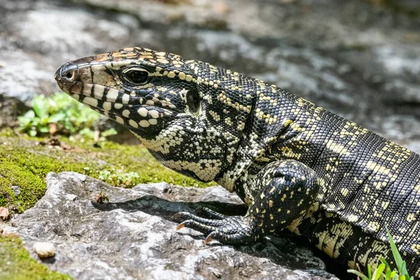 Serrinha Alambari Ekolojik Rezervindeki Teju Kertenkelesi Rio Janeiro Brezilya — Stok fotoğraf