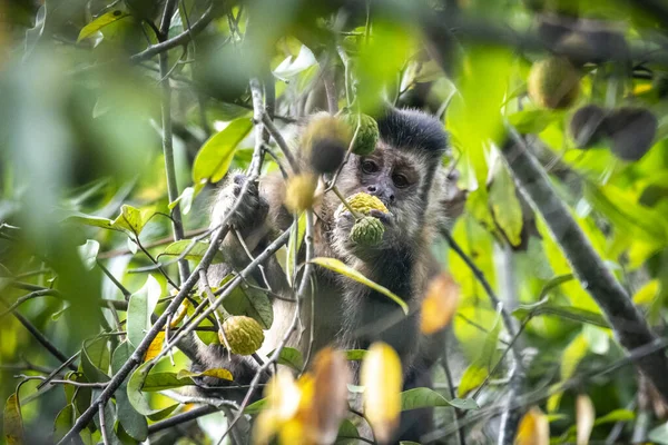 Capuchin Apa Äta Träd Frukter Regnskogen Serrinha Alambari Ekologiska Reservatet — Stockfoto