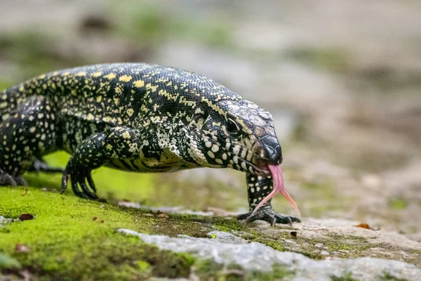 Lucertola Teju Sulla Foresta Pluviale Serrinha Alambari Riserva Ecologica Rio — Foto Stock