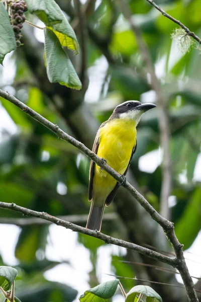 Beautiful yellow and black tropical bird on green tree in the rainforest, Serrinha do Alambari Ecological Reserve, Rio de Janeiro, Brazil