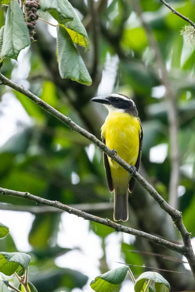 Beautiful Yellow Black Tropical Bird Green Tree Rainforest Serrinha Alambari — Stock Photo, Image