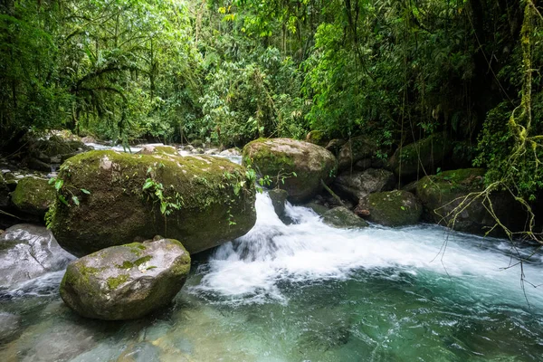 Hermosa Cascada Selva Verde Con Aguas Cristalinas Selva Tropical Reserva — Foto de Stock