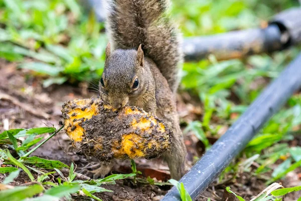 Squirrel on rainforest ground eating mango fruit seed, Serrinha do Alambari Ecological Reserve, Rio de Janeiro, Brazil