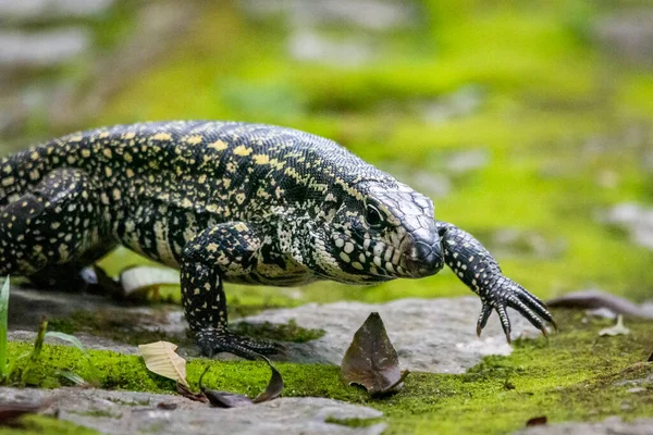 巴西里约热内卢Serrinha Alambari生态保护区雨林地带的Teju蜥蜴 — 图库照片