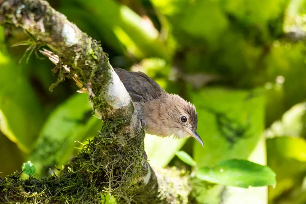 Прекрасний Бурий Тропічний Птах Зеленому Гілці Лісу Серрінья Аламбарі Екологічний — стокове фото