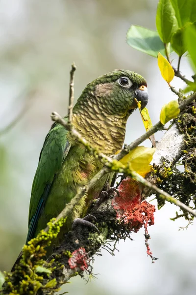 Όμορφο Πράσινο Παπαγαλάκι Τρώει Πράσινο Φύλλο Δέντρου Στο Τροπικό Δάσος — Φωτογραφία Αρχείου