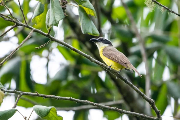 Beautiful Yellow Black Tropical Bird Green Tree Rainforest Serrinha Alambari — Stock Photo, Image
