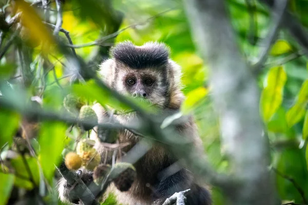 Kapuzineraffen Essen Baumfrüchte Regenwald Naturschutzgebiet Serrinha Alambari Rio Janeiro Brasilien — Stockfoto