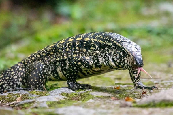 巴西里约热内卢Serrinha Alambari生态保护区雨林地带的Teju蜥蜴 — 图库照片