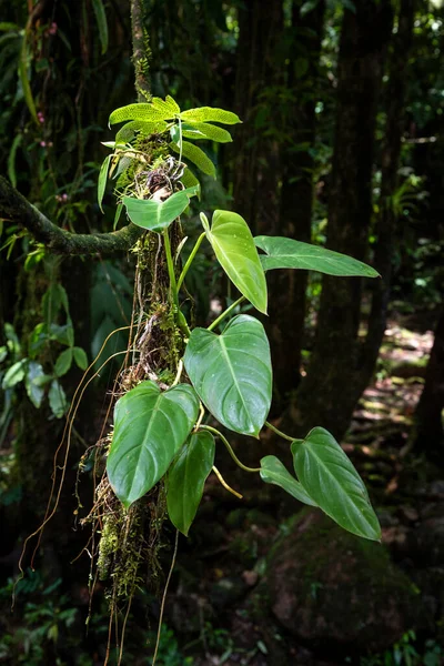 Bela Planta Arácea Floresta Tropical Verde Reserva Ecológica Serrinha Alambari — Fotografia de Stock