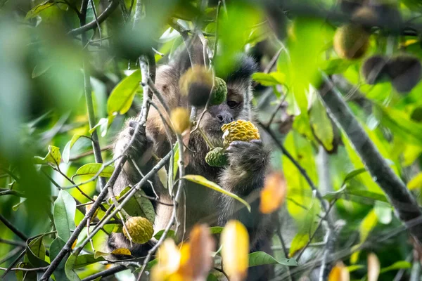 Capuchin Monkey Eating Tree Fruits Rainforest Serrinha Alambari Ecological Reserve — Stock Photo, Image