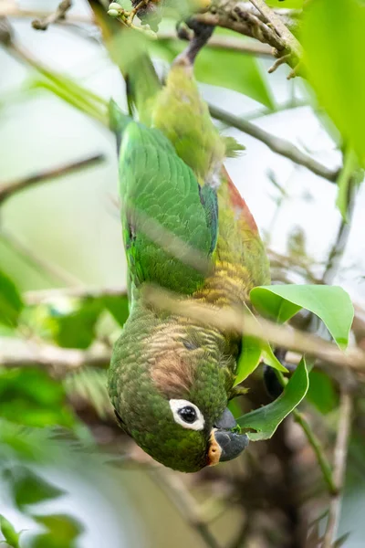 우림에서 아름다운 녹색의 브라질 리오데자네이로의앨라 생태학 세린하도 — 스톡 사진