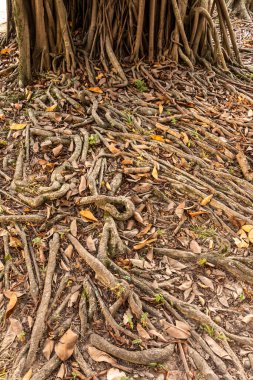 Yerdeki ağaç kökleri Rio de Janeiro, Brezilya için güzel bir manzara.