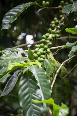 Yeşil yağmur ormanlarındaki yeşil kahve çekirdeklerinin ayrıntıları Tijuca Park, Rio de Janeiro, Brezilya
