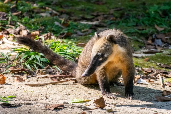 Racoon Ground Green Tijuca Park Rainforest Area Rio Janeiro Brazil — Fotografia de Stock