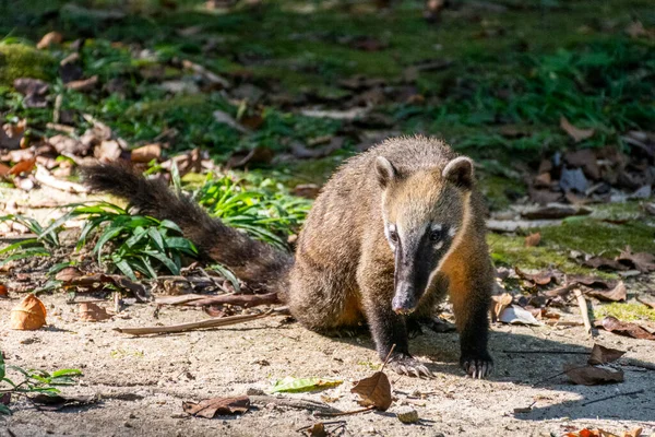 Racoon Ground Green Tijuca Park Rainforest Area Rio Janeiro Brazil — Fotografia de Stock