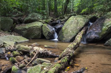 Yeşil arazide yağmur ormanları için güzel bir manzara, Tijuca Parkı, Rio de Janeiro, Brezilya