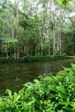 Tijuca Park, Rio de Janeiro, Brezilya 'daki güzel yeşil yağmur ormanları