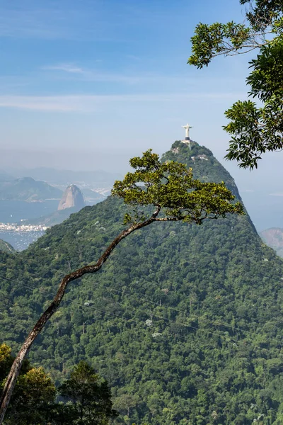 Beautiful View Corcovado Mountain Small Tree Green Rainforest Park Rio — Stock Photo, Image