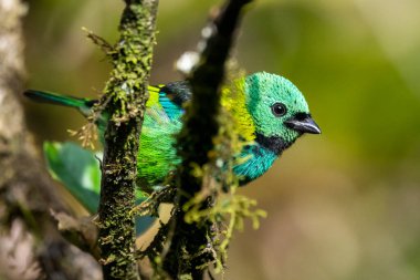 Yağmur ormanlarındaki güzel yeşil ve mavi tropikal kuş, Serrinha do Alambari, Mantiqueira Dağları, Rio de Janeiro, Brezilya