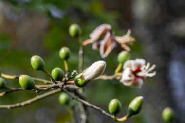 Yeşil yağmur ormanlarındaki güzel pamuk çiçeklerine bakın. Paineira ağacı, Serrinha do Alambari, Rio de Janeiro, Brezilya