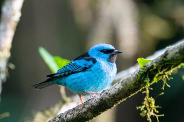 Yağmur ormanlarındaki güzel mavi tropikal kuş, Serrinha do Alambari, Mantiqueira Dağları, Rio de Janeiro, Brezilya