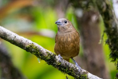 Yeşil yağmur ormanlarındaki güzel kahverengi kuş, Serrinha do Alambari, Mantiqueira Dağları, Rio de Janeiro, Brezilya