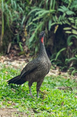 Yeşil yağmur ormanlarındaki kırmızı boyunlu güzel siyah kuş, Serrinha do Alambari, Mantiqueira Dağları, Rio de Janeiro, Brezilya