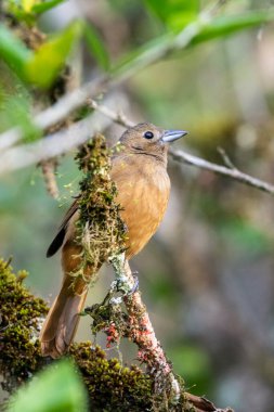 Yeşil yağmur ormanlarındaki güzel kahverengi kuş, Serrinha do Alambari, Mantiqueira Dağları, Rio de Janeiro, Brezilya