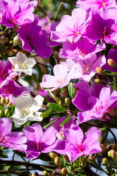 브라질 리오데자네이로 세린하도 바리의 마나카 나무에 아름다운 분홍빛 꽃들을 바라봄 — 스톡 사진