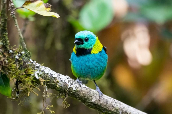 Beautiful colorful green and blue tropical bird on rainforest vegetation, Serrinha do Alambari, Mantiqueira Mountains, Rio de Janeiro, Brazil