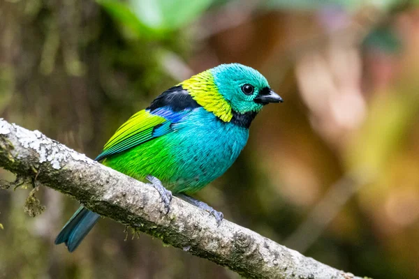 Beautiful colorful green and blue tropical bird on rainforest vegetation, Serrinha do Alambari, Mantiqueira Mountains, Rio de Janeiro, Brazil