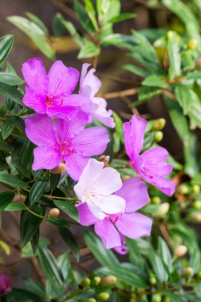 Vista Hermosas Flores Rosadas Manaca Verde Selva Tropical Serrinha Alambari — Foto de Stock