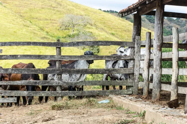 Group Cows Corral Wooden Fence Farm Pasture Fields Countryside Rio — Stock Photo, Image