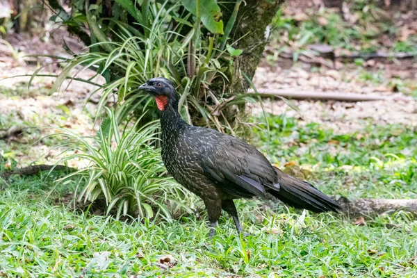 Bellissimo Uccello Tropicale Nero Con Collo Rosso Sulla Vegetazione Verde — Foto Stock