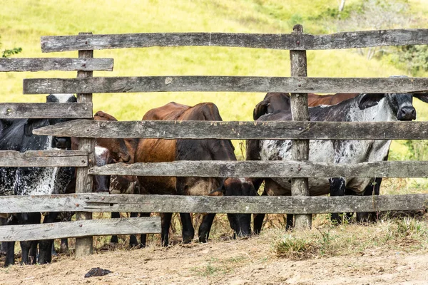 Group Cows Corral Wooden Fence Farm Pasture Fields Countryside Rio — Stock Photo, Image