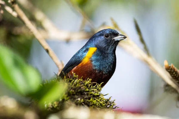 Hermoso Pájaro Tropical Colorido Vegetación Verde Selva Tropical Serrinha Alambari — Foto de Stock