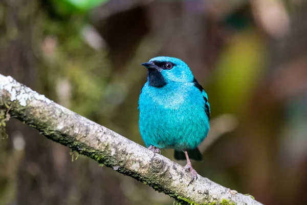 Hermoso Pájaro Tropical Azul Colorido Vegetación Selva Tropical Serrinha Alambari — Foto de Stock